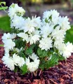 Produktbild: BALDUR Garten Zierstrauch Duftender Gartenjasmin 'Pearls of Perfume®', 1 St., Krankheitstolerant, winterhart, duftend, pflegeleicht