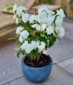 Produktbild: Duftender Gartenjasmin 'Pearls of Perfume',1 Pflanze