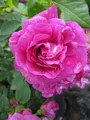 Produktbild: Parkrose Hansa® -  Rosa rugosa Hansa® - violettrot - Duft++++