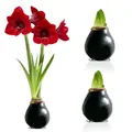 Produktbild: Amaryllis in Wachs Schwarz - 2 Wachsamaryllis Blumenzwiebeln - Wax Amaryllis Zwiebel in Großformat 26/28 - Exklusive Echte Pflanzen aus Holland - Hippeastrum (keine Samen, nicht künstlich)