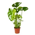Produktbild: Bloomique - Monstera Deliciosa - Fensterblatt - Zimmerpflanzen - Pflegeleicht -