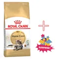 Produktbild: Royal Canin Maine Coon Adult Trockenfutter 10kg für große Katzenrassen