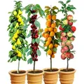 Produktbild: BALDUR Garten 4er-Set Säulenobst 'Naschgarten', Set bestehend aus Birne, Süß-Kirsche, Aprikose & Apfel, platzsparendes, schlank wachsendes Säul...