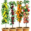 Produktbild: BALDUR Garten 4er-Set Säulenobst 'Naschgarten', Set bestehend aus Birne, Süß-Kirsche, Aprikose & Apfel, platzsparendes, schlank wachsendes Säulenobst, Spalierobst, winterhart, reichtragende Sorten