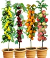 Produktbild: BALDUR Garten Obstpflanze 4er Säulenobst-Set 'Naschgarten', 4 St., Birne, Apfel, Süß-Kirsche, Aprikose, schlanker Wuchs