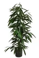 Produktbild: Dehner Birkenfeige, Ficus binnendijkii Amstel King, in Hydrokultur, ca. 120 cm, Ø Topf 18 cm, Zimmerpalme