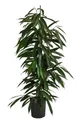 Produktbild: Dehner Zimmerpflanze Birkenfeige, Ficus binnendijkii Amstel King, Hydrokultur, ca. 120 cm, längliche Blätter, luftreinigend