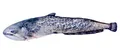 Produktbild: Dekoratives Kissen in Form eines echten Fisches, Wels