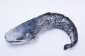 Produktbild: GABY DER EUROPÄISCHE WELS Stofftier 115cm Kuscheltier Kissen Fisch Plüschtier
