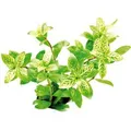 Produktbild: Dennerle Plants Aquariumpflanze Hygrophila Polysperma Sunset