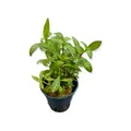 Produktbild: Hygrophila polysperma 'Sunset' - Topf Aquarienpflanze Hintergrund Dennerle 221