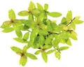 Produktbild: Indischer Wasserfreund, pinkfarbige Blattnervatur - Hygrophila polysperma Sunset