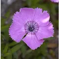 Produktbild: Alpen Nelke - Dianthus alpinus