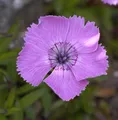 Produktbild: Alpen Nelke - Dianthus alpinus