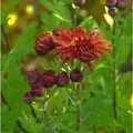 Produktbild: Winteraster Oktoberpracht - Chrysanthemum hortorum