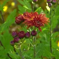 Produktbild: Winteraster Oktoberpracht - Chrysanthemum hortorum - lebende Gartenpflanze aus den Baumschulen