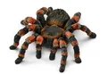 Produktbild: Schleich Vogelspinne 14829