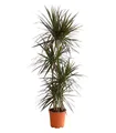 Produktbild: Dehner Zimmerpflanze Drachenbaum Magenta, Dracaena marginata, mehrstämmig, luftreinigend, rot-randige Blätter