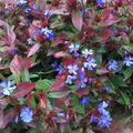 Produktbild: 6 x Chinesische Bleiwurz - Ceratostigma plumbaginoides - Topf 9cm x 9cm