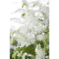 Produktbild: Astilbe X Arendsii Brautschleier Prachtspiere Ca. 9x9 cm Topf