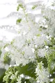 Produktbild: Astilbe x arendsii 'Brautschleier' 9x9 cm Topf – Winterhart, Mehrjährig, Pflegeleicht – Prachtspiere – Staude für Schattenbeet & Garten
