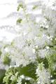 Produktbild: Pflanzen für Dich Staude Astilbe arend. Brautschleier, 1 St., Prachtspiere, Astilbe