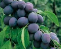 Produktbild: Jojo, robuste Pflaume, Buschbaum (kleinbleibend), 120-140 cm, im Topf