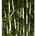 Produktbild: Hoher Heckenbambus Campbell 60-80cm - Fargesia robusta