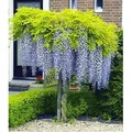 Produktbild: BALDUR Garten 1x Blauregen auf Stamm winterhartes Stämmchen, Pflanze im 2 Liter-Topf, Wisteria sinensis Glycinie Zierstämmchen, bienenfreundlich,...