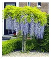 Produktbild: BALDUR Garten Blauregen auf Stamm winterhartes Stämmchen, 1 Pflanze, Wisteria sinensis Glycinie Zierstämmchen, bienenfreundlich, für Standort in der Sonne geeignet, blühend