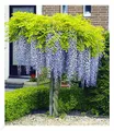Produktbild: Blauregen auf Stamm, 1 Pflanze Wisteria sinensis Glycinie