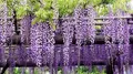 Produktbild: Blauregen Kletterpflanze, Winterhart, 2L XXL-Topf, Bienenfreundlich, Violette Bl