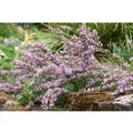 Produktbild: Cytisus Purpureus Purpur-Ginster 20-30 cm