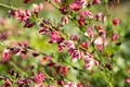 Produktbild: Cytisus purpureus 20-30 cm – Winterhart, Mehrjährig, Pflegeleicht – Purpur-Ginster – Zierstrauch für Steingarten & Gartenbeet