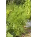 Produktbild: Foeniculum Vulgare Fenchel Ca. 9x9 cm Topf