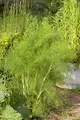 Produktbild: Foeniculum vulgare 9x9 cm Topf – Mehrjährig, Pflegeleicht – Fenchel – Kräuterpflanze für Beet & Balkon
