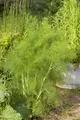 Produktbild: Pflanzen für Dich Staude Foeniculum vulgare, 1 St., Fenchel, Gewürzfenchel, Süßfenchel