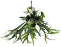 Produktbild: Exotenherz Zimmerpflanze Platycerium bifurcatum Geweihfarn Solitärpflanze im 21cm Ampeltopf
