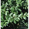 Produktbild: Japanischer Stechpalme Caroline Upright 30-40cm - ilex crenata