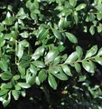 Produktbild: Japanischer Stechpalme Caroline Upright 30-40cm - ilex crenata - lebende Gartenpflanze aus den Baumschulen