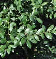 Produktbild: Japanischer Stechpalme Caroline Upright 30-40cm - ilex crenata