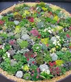 Produktbild: BALDUR Garten 8er Steingarten-Stauden-Mix, Pflanzen im 9x9 cm-Topf, winterhart, Grasnelke, Glockenblumen und attraktive Sedum-Arten, winterharte Stauden, trockenresistent