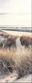 Produktbild: artissimo Glasbild 30x80 cm Bild Strand Dünengräser AG1893A – Meerbild aus Glas, maritimes Wandbild hochkant
