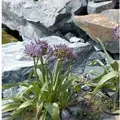 Produktbild: Sternkugellauch - Allium christophii