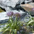 Produktbild: Sternkugellauch - Allium christophii