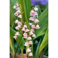 Produktbild: Convallaria Majalis Rosea Maiglöckchen Ca. 9x9 cm Topf