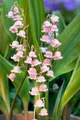Produktbild: Convallaria majalis 'Rosea' 9x9 cm Topf – Winterhart, Mehrjährig, Pflegeleicht – Maiglöckchen – Bodendecker für Schattenbeet & Unterpflanzung