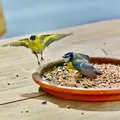 Produktbild: Streufutter 25 kg, Vogelfutter