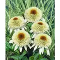 Produktbild: Echinacea Purpurea Scheinsonnenhut Milkshake R Ca 11x11 cm Topf