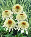 Produktbild: Echinacea purpurea 'Milkshake' 11x11 cm Topf – Winterhart, Mehrjährig, Pflegeleicht – Purpur-Sonnenhut – Staude für Beet & Garten